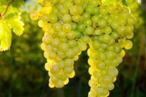 uva sauvignon blanc