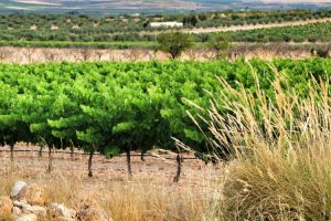 DO Jumilla