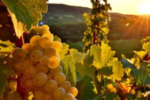 uva riesling
