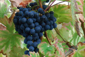 uva monastrell
