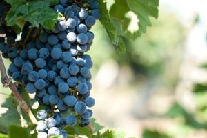 uva merlot